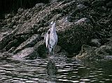 Galapagos 8-1-03 Santa Cruz Black Turtle Cove Great Blue Heron